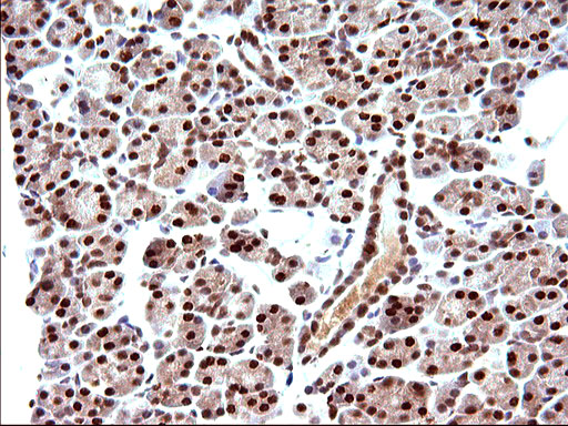 POLR3GL Antibody - IHC of paraffin-embedded Human pancreas tissue using anti-POLR3GL mouse monoclonal antibody. (Heat-induced epitope retrieval by 10mM citric buffer, pH6.0, 120°C for 3min).