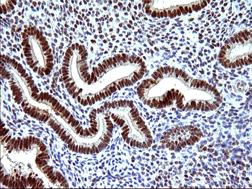 POLR3GL Antibody - IHC of paraffin-embedded Human endometrium tissue using anti-POLR3GL mouse monoclonal antibody. (Heat-induced epitope retrieval by 10mM citric buffer, pH6.0, 120°C for 3min).