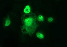 POLR3GL Antibody - Anti-POLR3GL mouse monoclonal antibody immunofluorescent staining of COS7 cells transiently transfected by pCMV6-ENTRY POLR3GL.