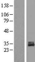 POLR3GL Protein - Western validation with an anti-DDK antibody * L: Control HEK293 lysate R: Over-expression lysate