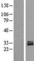 POLR3GL Protein - Western validation with an anti-DDK antibody * L: Control HEK293 lysate R: Over-expression lysate