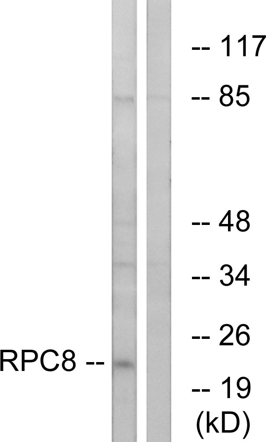 POLR3H Antibody - Western blot analysis of lysates from K562 cells, using RPC8 Antibody. The lane on the right is blocked with the synthesized peptide.