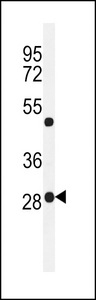 POLR3H Antibody - Western blot of RPC8 Antibody in mouse testis tissue lysates (35 ug/lane). RPC8 (arrow) was detected using the purified antibody.
