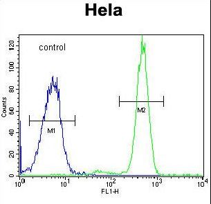 POLR3H Antibody - RPC8 Antibody flow cytometry of HeLa cells (right histogram) compared to a negative control cell (left histogram). FITC-conjugated goat-anti-rabbit secondary antibodies were used for the analysis.