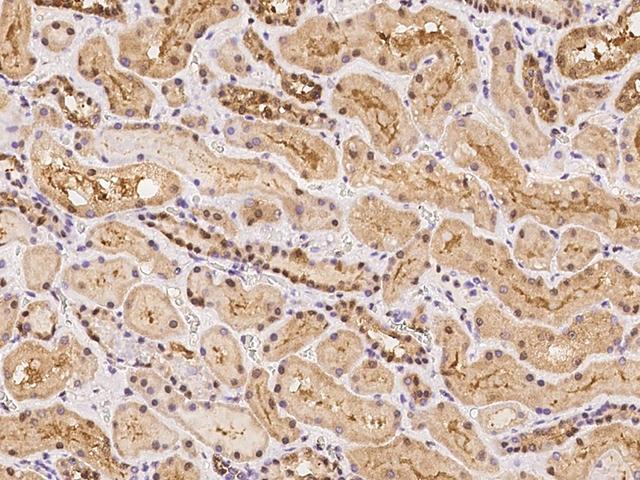 POLR3H Antibody - Immunochemical staining of human POLR3H in human kidney with rabbit polyclonal antibody at 1:100 dilution, formalin-fixed paraffin embedded sections.