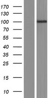 POM121C Protein - Western validation with an anti-DDK antibody * L: Control HEK293 lysate R: Over-expression lysate