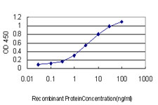 POMC / Proopiomelanocortin Antibody - Detection limit for recombinant GST tagged POMC is approximately 0.1 ng/ml as a capture antibody.