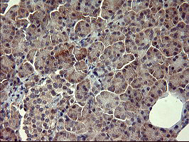 POMC / Proopiomelanocortin Antibody - IHC of paraffin-embedded Human pancreas tissue using anti-POMC mouse monoclonal antibody. (Heat-induced epitope retrieval by 10mM citric buffer, pH6.0, 120°C for 3min).