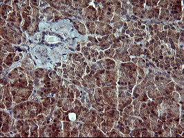 POMC / Proopiomelanocortin Antibody - IHC of paraffin-embedded Human pancreas tissue using anti-POMC mouse monoclonal antibody. (Heat-induced epitope retrieval by 10mM citric buffer, pH6.0, 120°C for 3min).