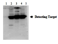 POMC / Proopiomelanocortin Antibody - Immunodetection Analysis: Representative blot from a previous lot. Lane 1.protein marker; Lane 2.Reference control; Lane 3. 3T3-L1 cell lysate; Lane 4. Hela cell lysate; Lane 5. NIH3T3 cell lysate. The membrane blot was probed with anti-POMC primary antibody(1µg/ml). Proteins were visualized using a goat anti-rabbit secondary antibody conjugated to HRP and chemiluminescence detection system. Arrows indicate cellular POMC-associated protein from cells.