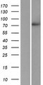 POMGNT1 Protein - Western validation with an anti-DDK antibody * L: Control HEK293 lysate R: Over-expression lysate
