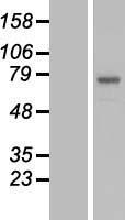 POMGNT2 / GTDC2 Protein - Western validation with an anti-DDK antibody * L: Control HEK293 lysate R: Over-expression lysate