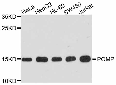 POMP / HSPC014 Antibody - Western blot analysis of extracts of various cell lines.