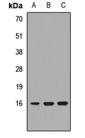 POMP / HSPC014 Antibody