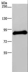 POMT1 Antibody - Western blot analysis of Human testis tissue, using POMT1 Polyclonal Antibody at dilution of 1:200.