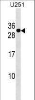 POMZP3 Antibody - POMZP3 Antibody western blot of U251 cell line lysates (35 ug/lane). The POMZP3 Antibody detected the POMZP3 protein (arrow).