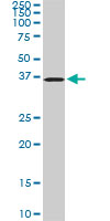POMZP3 Antibody - POMZP3 monoclonal antibody (M02), clone 2E7. Western blot of POMZP3 expression in PC-12.
