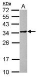 POMZP3 Antibody - Sample (30 ug of whole cell lysate) A: THP-1 12% SDS PAGE POMZP3 antibody diluted at 1:1000