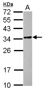 POMZP3 Antibody - Sample (30 ug of whole cell lysate) A: THP-1 12% SDS PAGE POMZP3 antibody diluted at 1:1000