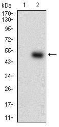PON1 / ESA Antibody - Western Blot: PON1 Antibody (4G8D3) - Western blot analysis of PON1 in (1) HEK293 and (2) PON1 hIgGFc transfected HEK293 cell lysate.  This image was taken for the unconjugated form of this product. Other forms have not been tested.