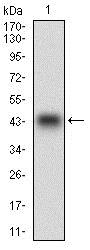 PON1 / ESA Antibody - Western Blot: PON1 Antibody (4G8D3) - Western blot analysis of PON1 in human PON1 recombinant protein. (Expected MW is 40.6 kDa).  This image was taken for the unconjugated form of this product. Other forms have not been tested.