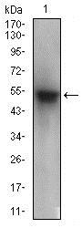 PON1 / ESA Antibody - Western Blot: PON1 Antibody (4G8D3) - Western blot analysis of PON1 in human plasma cell lysate.  This image was taken for the unconjugated form of this product. Other forms have not been tested.