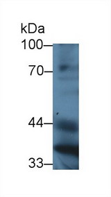 PON1 / ESA Antibody - Western Blot; Sample: Mouse Liver lysate; ;Primary Ab: 3µg/ml Rabbit Anti-Mouse PON1 Antibody;Second Ab: 0.2µg/mL HRP-Linked Caprine Anti-Rabbit IgG Polyclonal Antibody;