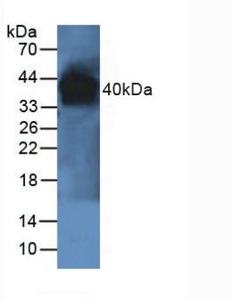 PON1 / ESA Antibody - Western Blot; Sample: Rat Liver Tissue.