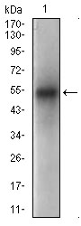 PON1 / ESA Antibody - Western blot using PON1 mouse monoclonal antibody against human plasma cell lysate.