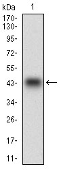 PON1 / ESA Antibody - Western blot using PON1 monoclonal antibody against human PON1 recombinant protein. (Expected MW is 40.6 kDa)