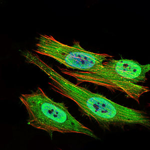 PON1 / ESA Antibody - Immunofluorescence of HeLa cells using PON1 mouse monoclonal antibody (green). Blue: DRAQ5 fluorescent DNA dye. Red: Actin filaments have been labeled with Alexa Fluor-555 phalloidin. Secondary antibody from Fisher (Cat#: 35503)