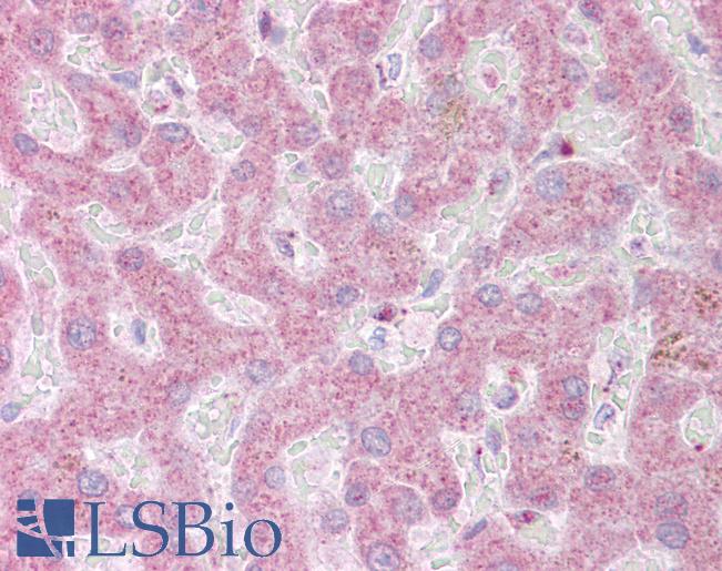 PON1 / ESA Antibody - Human Liver: Formalin-Fixed, Paraffin-Embedded (FFPE).  This image was taken for the unconjugated form of this product. Other forms have not been tested.