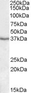 PON1 / ESA Antibody - PON1 antibody (1 ug/ml) staining of Human Liver lysate (35 ug protein/ml in RIPA buffer). Primary incubation was 1 hour. Detected by chemiluminescence.