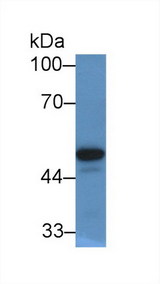 PON1 / ESA Antibody - Western Blot; Sample: Human Serum; Primary Ab: 2µg/mL Rabbit Anti-Human PON1 Antibody Second Ab: 0.2µg/mL HRP-Linked Caprine Anti-Rabbit IgG Polyclonal Antibody