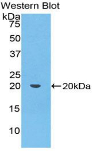 PON1 / ESA Antibody - Western blot of recombinant PON1 / ESA.  This image was taken for the unconjugated form of this product. Other forms have not been tested.