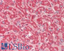 PON1 / ESA Antibody - Human Liver: Formalin-Fixed, Paraffin-Embedded (FFPE).  This image was taken for the unconjugated form of this product. Other forms have not been tested.