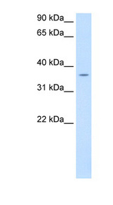 PON1 / ESA Antibody - PON1 antibody ARP41401_P050-NP_000437-PON1(paraoxonase 1) Antibody Western blot of fetal liver lysate.  This image was taken for the unconjugated form of this product. Other forms have not been tested.