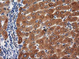 PON1 / ESA Antibody - IHC of paraffin-embedded Human liver tissue using anti-PON1 mouse monoclonal antibody. (Heat-induced epitope retrieval by 10mM citric buffer, pH6.0, 100C for 10min).