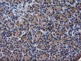 PON1 / ESA Antibody - IHC of paraffin-embedded Human pancreas tissue using anti-PON1 mouse monoclonal antibody. (Heat-induced epitope retrieval by 10mM citric buffer, pH6.0, 100C for 10min).