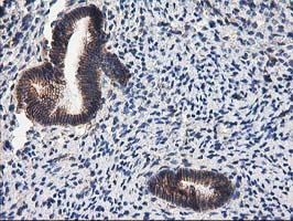 PON1 / ESA Antibody - IHC of paraffin-embedded Human endometrium tissue using anti-PON1 mouse monoclonal antibody. (Heat-induced epitope retrieval by 10mM citric buffer, pH6.0, 100C for 10min).