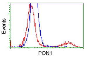 PON1 / ESA Antibody - HEK293T cells transfected with either overexpress plasmid (Red) or empty vector control plasmid (Blue) were immunostained by anti-PON1 antibody, and then analyzed by flow cytometry.