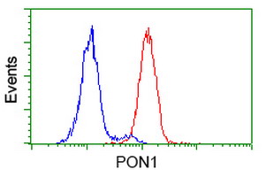 PON1 / ESA Antibody - Flow cytometry of HeLa cells, using anti-PON1 antibody (Red), compared to a nonspecific negative control antibody (Blue).