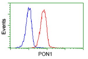 PON1 / ESA Antibody - Flow cytometry of Jurkat cells, using anti-PON1 antibody (Red), compared to a nonspecific negative control antibody (Blue).
