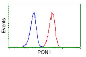 PON1 / ESA Antibody - Flow cytometry of Jurkat cells, using anti-PON1 antibody (Red), compared to a nonspecific negative control antibody (Blue).