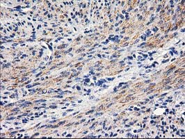PON1 / ESA Antibody - IHC of paraffin-embedded Human endometrium tissue using anti-PON1 mouse monoclonal antibody. (Heat-induced epitope retrieval by 10mM citric buffer, pH6.0, 100C for 10min).