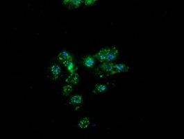 PON1 / ESA Antibody - Anti-PON1 mouse monoclonal antibody immunofluorescent staining of COS7 cells transiently transfected by pCMV6-ENTRY PON1.