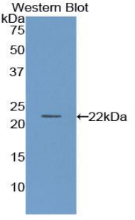 PON1 / ESA Antibody - Western blot of recombinant PON1 / ESA.