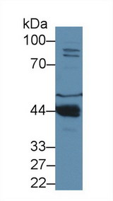PON1 / ESA Antibody - Western Blot; Sample: Mouse Liver lysate; ;Primary Ab: 1µg/ml Rabbit Anti-Mouse PON1 Antibody;Second Ab: 0.2µg/mL HRP-Linked Caprine Anti-Rabbit IgG Polyclonal Antibody;