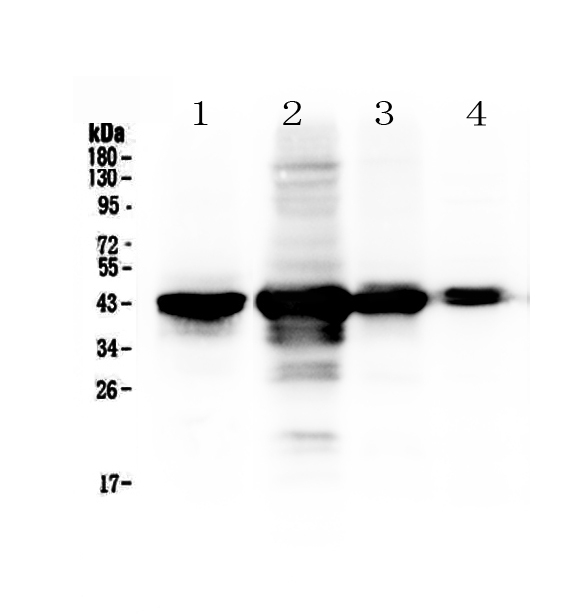 PON1 / ESA Antibody - Western blot - Anti-PON1/Paraoxonase 1 Picoband Antibody