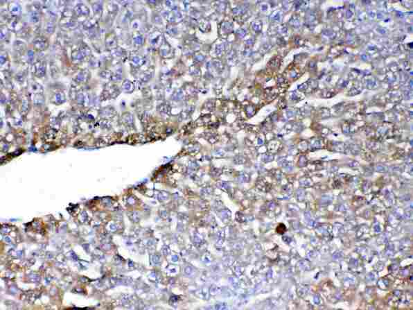 PON1 / ESA Antibody - IHC analysis of PON1 using anti-PON1 antibody. PON1 was detected in paraffin-embedded section of mouse liver tissue. Heat mediated antigen retrieval was performed in citrate buffer (pH6, epitope retrieval solution) for 20 mins. The tissue section was blocked with 10% goat serum. The tissue section was then incubated with 1µg/ml rabbit anti-PON1 Antibody overnight at 4°C. Biotinylated goat anti-rabbit IgG was used as secondary antibody and incubated for 30 minutes at 37°C. The tissue section was developed using Strepavidin-Biotin-Complex (SABC) with DAB as the chromogen.